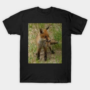 Fox Cub - Magpie Springs - Adelaide Hills Wine Region - Fleurieu Peninsula - South Australia T-Shirt